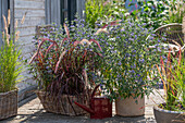 Plant pots on wooden terrace with beard flower (Caryopteris), red lamp grass 'Rubrum' and Japanese blood grass