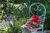 Erntedank, Dahlien (Dahlia), Tomaten und Bohnen in Drahtkorb auf Stuhl im spätsommerlichen Garten