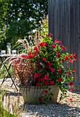 Diplandenia (Mandevilla), red feather bristle grass 'Rubrum' and Japanese blood grass 'Red Baron' in zinc tub on gravel terrace with dog