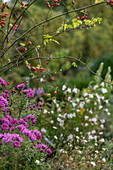 Beet mit Astern, Hagebuttenstrauch, Hundsrose (Rosa canina) und Prachtkerze (Gaura lindheimeri)