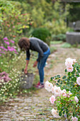 Blühende Beetrose Rose 'Banquet' (Rosa) am Wegesrand im Garten vor Frau bei der Gartenarbeit