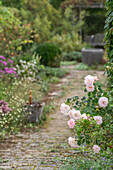 Blühende Beetrose Rose 'Banquet' (Rosa) am Wegesrand im Garten