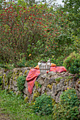 Seat and wicker basket on dry stone wall in front of rose hip bush, dog rose (Rosa canina), with berries