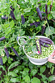 Green and purple pea pods, freshly split
