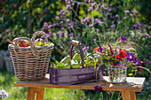 Strauß aus Dahlie, Aster, Prunkwinde, Amaranth und Rutenhirse, Korb mit Birnen und Äpfeln im Garten