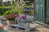 Weißfilziges Greiskraut, Astern, Silberblatt, Stacheldraht, Strohblume 'weißes Wunder', Hortensien  (Hydrangea) und Lampenputzergras in Töpfen auf Terrasse