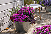 Astern (Aster), Purpurglöckchen (Heuchera), Strauchveronika (Hebe) im Topf auf Terrasse