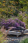 Paletten als mobiler Sitzplatz vor Blumenbeet mit Astern  (Aster), Federborstengras (Pennisetum alopecuroides), Argentinischem Eisenkraut (Verbena bonariensis)