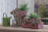 Felsen-Fettblatt (Sedum cauticola) und Hirse-Segge (Carex panicea) in Korb und Holzkiste auf Terrasse