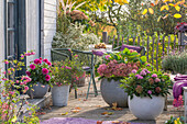 Sitzplatz mit Hortensien (Hydrangea), Dahlie (Dahlia), Schneebeere, Schopflavendel im Topf auf herbstlicher Terrasse