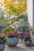 Sitzplatz mit Hortensien (Hydrangea), Dahlie (Dahlia) und Schneebeere im Topf auf herbstlicher Terrasse mit Hund