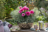 Dahlien (Dahlia), Wolfsmilch (Euphorbia) und Heidekraut (Calluna) in Metallschale auf Gartenmauer