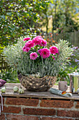 Dahlien (Dahlia), Wolfsmilch (Euphorbia) und Heidekraut (Calluna) in Metallschale auf Gartenmauer