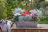 Alpenveilchen (Cyclamen), Silberdraht, weißfilziges Greiskraut 'Winter Whispers' in Blumenkasten auf herbstlicher Terrasse