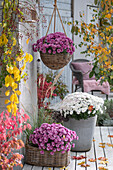 Chrysanthemen (Chrysanthemum) mit Chinaschilf im Topf und in Blumenampel, Purpurglöckchen und Herbstlaub auf  Terrasse