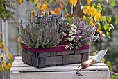 Heidekraut 'Cilly' (Calluna), roter Salbei 'Purpurascens', Torfmyrte in Obstkiste auf der Terrasse