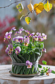 Stiefmütterchen (Viola wittrockiana) in Topf mit Ziest umwickelt