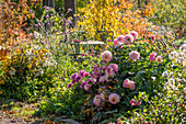 Herbstliches Blumenbeet mit Dahlien (Dahlia), Schneebeere, patagonisches Eisenkraut