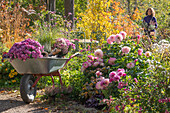 Frau bei Gartenarbeit mit Schubkarre mit Chrysanthemen (Chrysanthemum) und Chinaschilf, Beet mit Dahlien und Heidekraut, Schneebeere, patagonisches Eisenkraut