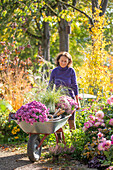 Frau bei Gartenarbeit mit Schubkarre mit Chrysanthemen (Chrysanthemum) und Chinaschilf, Beet mit Dahlien und Heidekraut, Schneebeere, patagonisches Eisenkraut