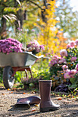 Gummistiefel im herbstlichen Garten vor Schubkarre mit Chrysanthemen (Chrysanthemum), Beet mit Dahlien und Heidekraut