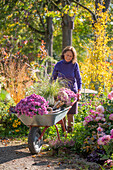 Frau bei Gartenarbeit mit Schubkarre mit Chrysanthemen (Chrysanthemum) und Chinaschilf, Beet mit Dahlien und Heidekraut, Schneebeere, patagonisches Eisenkraut