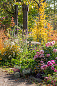 Dahlien (Dahlia), Chrysanthemen (Chrysanthemum) und Heidekraut (Calluna) in herbstlichem Blumenbeet