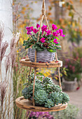 Hängeampel mit Alpenveilchen (Cyclamen) und Fettblattrosette, und Chinaschilf