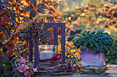 Laterne mit Wildem Wein, Hortensienzweig (Hydrangea), und Fetthenne (Sedum anopetalum) 'Green ball' auf Gartentisch