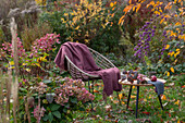 Hortensie (Hydrangea) vor Apfel auf Tisch im herbstlichen Garten neben Sitzplatz