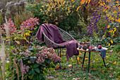 Hortensie (Hydrangea) vor Apfel auf Tisch im herbstlichen Garten neben Sitzplatz