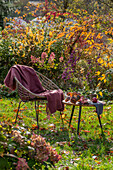 Hortensie (Hydrangea) vor Apfel auf Tisch im herbstlichen Garten neben Sitzplatz