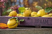 Apfelquitten (Cydonia oblonga) in Holzsteige