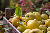 Apfelquitten in Holzsteige 