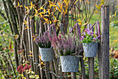 Heidekraut (Calluna) und Stiefmütterchen (Viola) in Töpfen am Zaun hängend im herbstlichen Garten