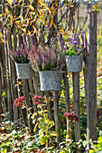 Heidekraut (Calluna) und Stiefmütterchen (Viola) in Töpfen am Zaun hängend im herbstlichen Garten