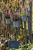 Heidekraut (Calluna) und Stiefmütterchen (Viola) in Töpfen am Zaun hängend im herbstlichen Garten