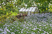 Autumn asters (Aster) in the garden