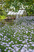 Autumn aster in a flower bed