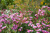 Autumn aster in a bed