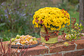 Autumn chrysanthemum 'Adonis' (Chrysanthemum indicum) with wild grape, cape gooseberry (Physalis) and rosehips on a wall