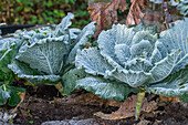 Savoy cabbage (Brassica oleracea) with hoar frost in the garden