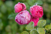 Roses with hoar frost in the bed (Rosa)