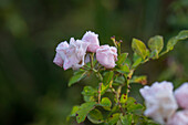 Bedding rose 'Banquet' (Rosa) with hoar frost, close-up