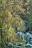 Foeniculum vulgare (Fennel) with dewdrops in the garden