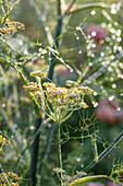 Foeniculum vulgare (fennel) with dewdrops in the garden against the light