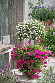 Verbena (Verbena) and marguerite (Leucanthemum) in a pot on the patio