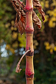 Stalks of oriental knotweed (Persicaria orientalis), portrait