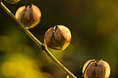 Goldenberry (Physalis peruviana), fruit capsule in autumn, portrait