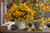 Arrangement of autumn chrysanthemum (Chrysanthemum indicum) in a pot with pumpkin, chestnuts, quince and hazelnuts